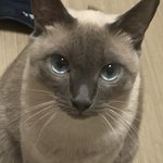 자가격리하면서 할거 추천좀