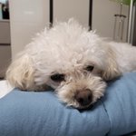 [더보이즈] <b>보리</b>도 영훈이도 건강하자