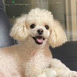 [더보이즈] <b>보리</b> 가나 둘 다 푸들이징?