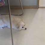 우리꼬미보고가세요~