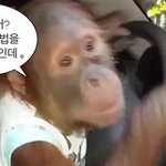 [댓글부탁해] 곧 새학긴데 회장선거 꿀팁 <b>풀자</b>