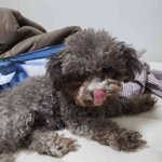 꼬질이 <b>실버</b>푸들