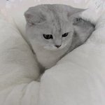 [고양이] <b>아련</b>한 쵸