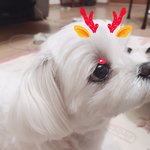 [말티즈슈가] 말티즈슈가이야기[열둘]