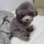 미용안해서 꼬질이가 된 <b>실버</b>푸들 꽃순이