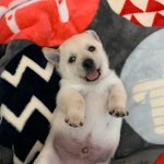 우리가 바로 시<b>고르</b>자브종 오둥이 8