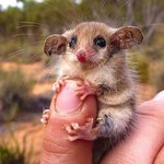 <b>오묘</b>한 매력에 빠져드는 '주머니쥐'