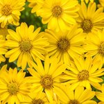 발랄하고 <b>화사</b>한 노란색 꽃