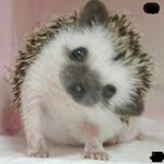 [TXT] 얘 <b>오디</b>야? 걍 고슴도치야?