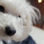 [ㅈㄱㄴ] 우리<b>집</b> 갱<b>얼</b>즤랑 컬링 보는중
