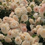 [댓글부탁해] 애들이 내가 이쁘대