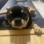 우리 집 강아지 신기하고 귀여움