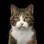 은근 캐릭터 드러나는 냥이 <b>증명</b>사진