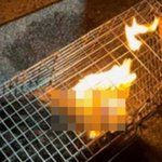 틀에 갇힌 고양이, 산 채로 '활활'…잔혹하게 죽어갔다