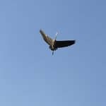 [댓글부탁해] 지금 <b>산책</b>나가는거ㅠ어덤?
