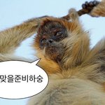 사진에 하얀 <b>말풍선</b> 어떻게 넣음?