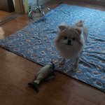 [강아지] 선물