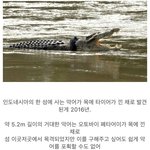 목에 타이어 껴서 포상금까지 걸렸던 악어