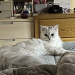 아까 고양이 개지랄한다고 썼엇는데
