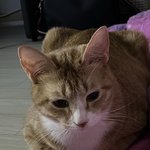 [댓글부탁해] 얌전한 <b>고영</b>이,,