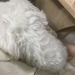 [댓글부탁해] 동물병원 진료하는데 얼마들어??