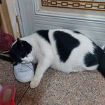 [고양이] <b>신발</b>사랑2