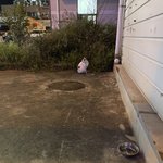 <b>임</b>보하다가 방금 보내줬어