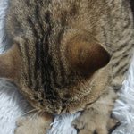 [고양이] 곰이와 <b>여우</b> 일상10