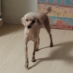[댓글부탁해] 원래 <b>푸들</b> 다리가 이렇게 길어??