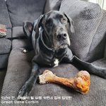 육묘에 진심인 그레이트 데인 엄마