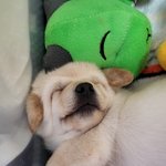 우리가 바로 시고르자브종 오둥이 10