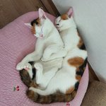 [댓글부탁해] 시어머니와 셋이서 결혼생활 <b>이혼후</b> 내삶