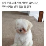 <b>미노</b>ටㅣ 틴트 바르는 영상