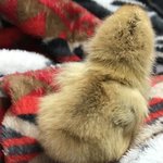 [꼭조언부탁] 우리 집 병아리가 어제 무지개다리를 건넜어