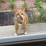 [고양이] 요즘 고양이 <b>개체수</b>가 늘어난후...