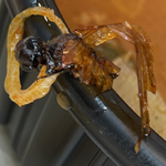 [배달] 3일한우국밥 <b>논현</b>직영점 국밥에서 잠자리가 나왔습니다.