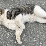 우리<b>집</b> <b>앞</b>에 길냥이 넘 귀여워