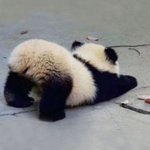 아기<b>팬더</b>