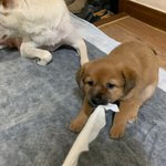 우리가 바로 시고르자브종 오둥이 11