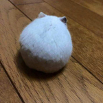 사랑스러운 <b>궁디</b>