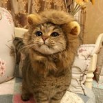 [19] 지금 올림픽 <b>본다</b> 안<b>본다</b> 추반 ㄱㄱ