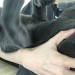 [댓글부탁해] 고양이 키우는애들 다 ㄷㄹㅇ봐