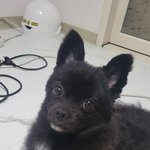 강아지를 찾습니다. 제발 부탁드립니다.