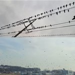 '운수대똥', 울산에서 떼까마귀 똥 맞으면 5만원