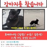 강아지를 찾습니다. 제발 부탁드립니다.