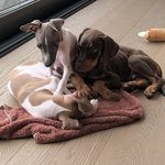 [군대] 송이<b>팽이</b>밤이 애기때 봐봐