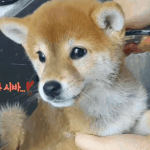 너네 미용실 <b>몇</b> <b>달</b> 주기로 가?