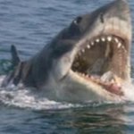 4m <b>백상아리</b> 물 위로 튀어 올랐다…다이빙 강사 상어에게 물려 사망...