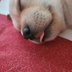 우리가 바로 시고르자브종 오둥이 12