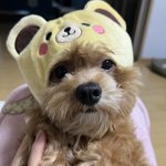 지금 <b>화력</b> ㅈㄴ좋네 강아지보고가셈